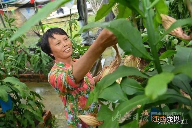 昙花干花能有什么作用 昙花干可以烧什么菜好吃