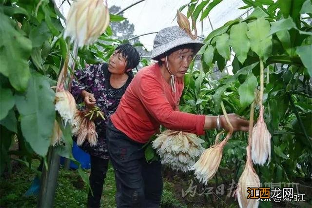 昙花干花能有什么作用 昙花干可以烧什么菜好吃