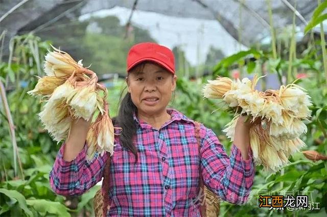 昙花干花能有什么作用 昙花干可以烧什么菜好吃