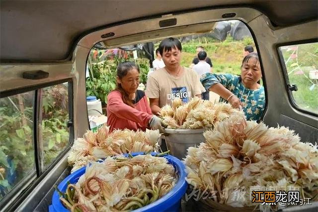 昙花干花能有什么作用 昙花干可以烧什么菜好吃