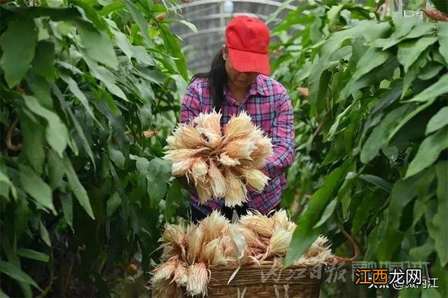 昙花干花能有什么作用 昙花干可以烧什么菜好吃