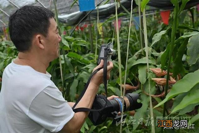 昙花干花能有什么作用 昙花干可以烧什么菜好吃