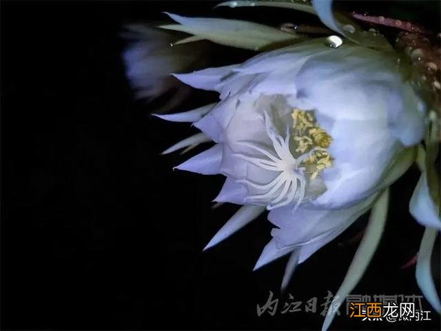 昙花干花能有什么作用 昙花干可以烧什么菜好吃