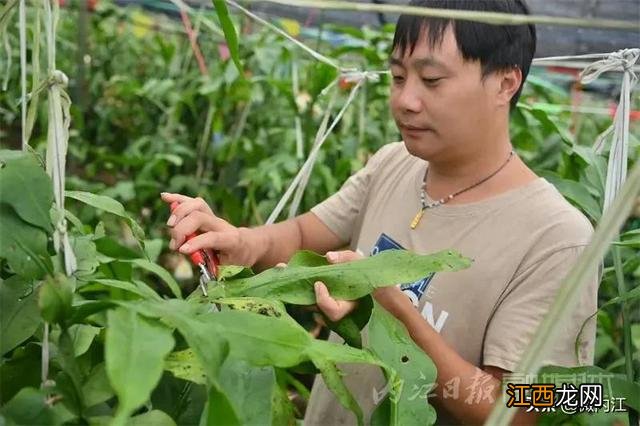 昙花干花能有什么作用 昙花干可以烧什么菜好吃