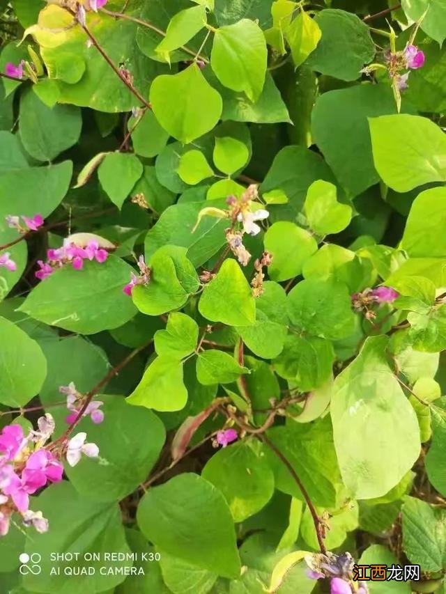 扁梅豆不能和什么一起吃 梅豆角不能和什么一起吃