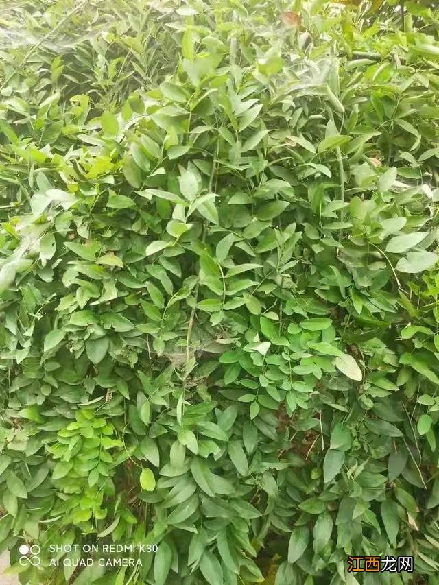 扁梅豆不能和什么一起吃 梅豆角不能和什么一起吃