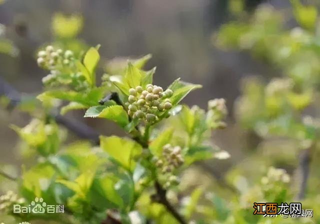 珍珠花野菜的功效与作用 吃真珠菜有什么作用吗