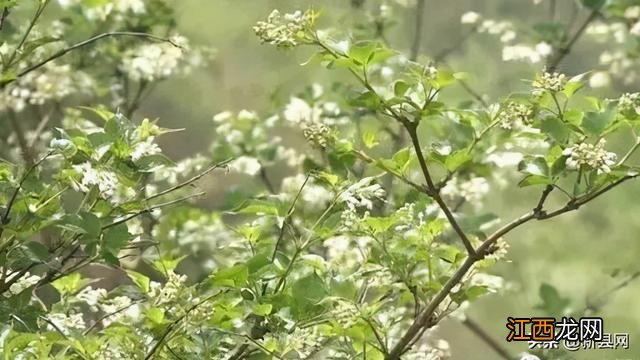 珍珠花野菜的功效与作用 吃真珠菜有什么作用吗