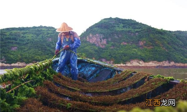 长寿菜 凉拌长寿菜叫什么名字