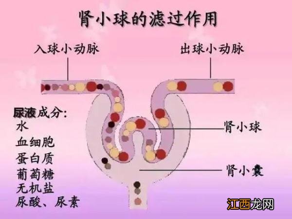 烤肾皮是什么 烤肾尖是什么梗