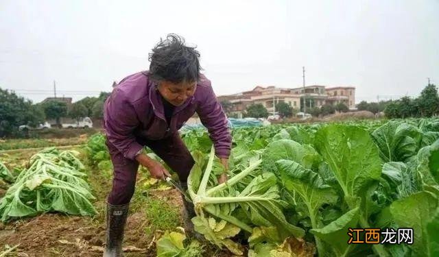 做酸菜的菜是什么菜图片 酸菜用的什么菜