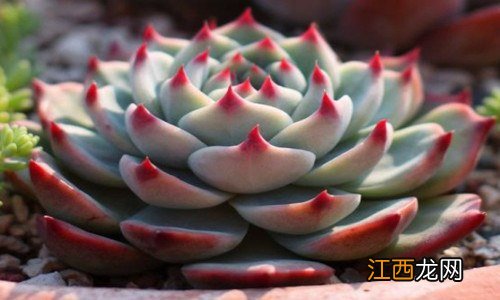 多肉植物吉娃娃怎么繁殖视频 多肉植物吉娃娃怎么繁殖