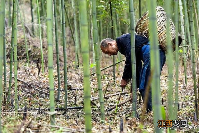 挖竹笋的视频 怎么样的竹鞭才有笋呢