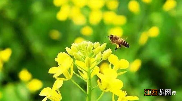 茶叶蜜香是什么味道 蜜茶是什么味道的茶