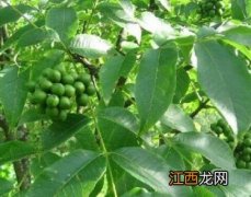 黄柏是什么样子的植物 黄柏是什么样子的植物图