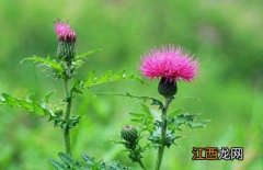 蓟类植物有哪些 蓟类植物有哪些图片