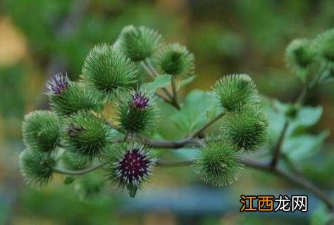 蓟类植物是什么意思 蓟类植物长什么样子?