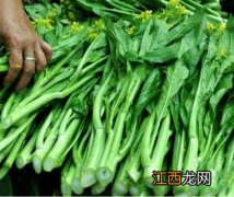 菜心发芽后几天可施肥水 菜心发芽后几天可施肥