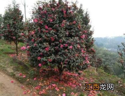 茶花树掉叶子怎么回事图片 茶花树掉叶子怎么回事