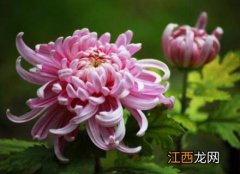 菊花为什么有花苞不开花 菊花为什么有花苞不开花呢