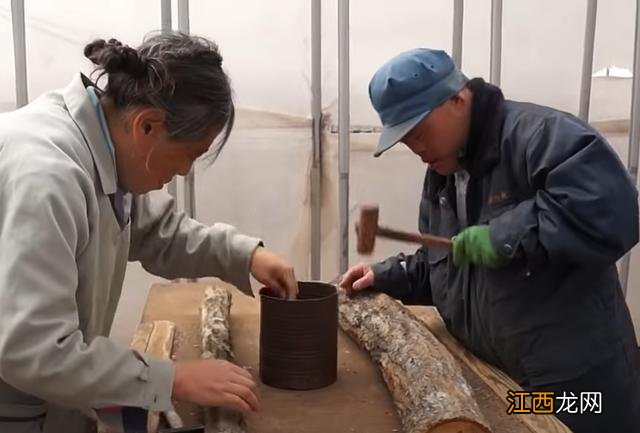 种蘑菇用什么木头 做香菇要用什么木头