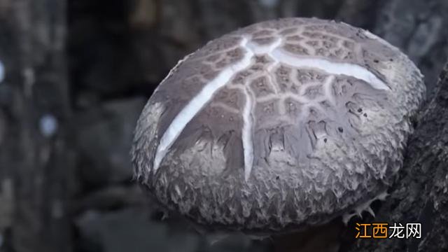 种蘑菇用什么木头 做香菇要用什么木头