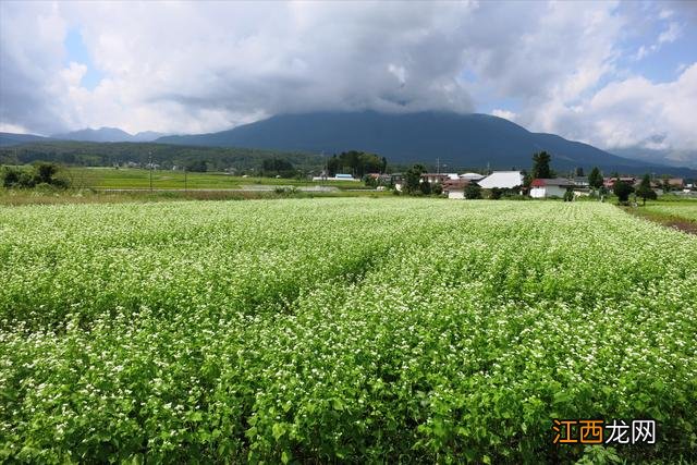 荞麦的气味是什么样子的 荞麦面什么味道