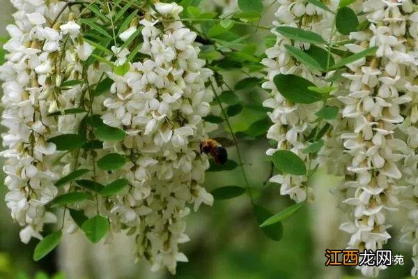 槐花几月开花 槐花什么时间开放