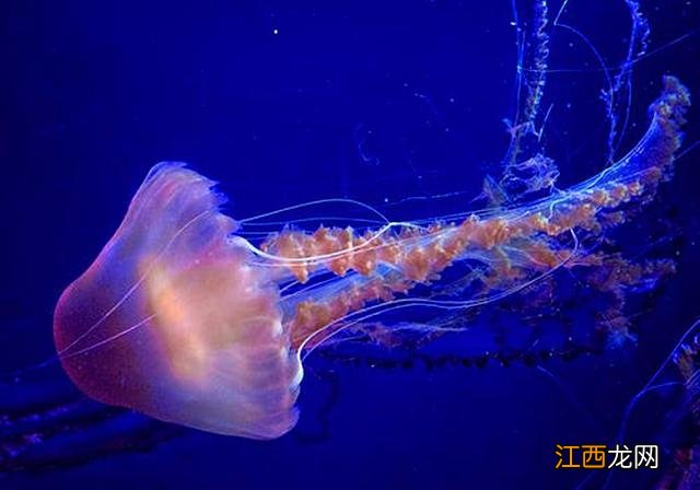 海蜇是啥 海蜇是什么样的