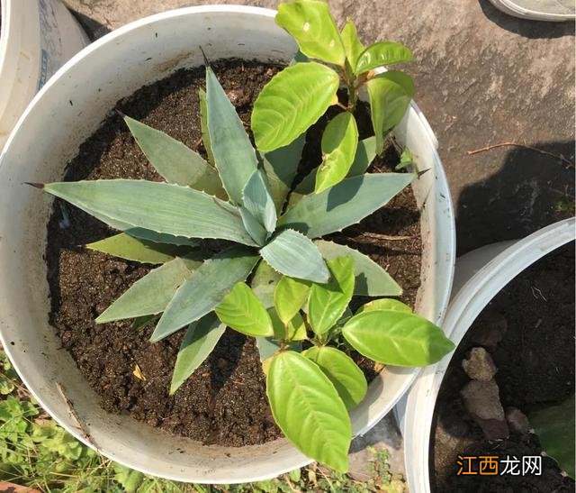 春节吃什么菜大全 过年吃什么菜