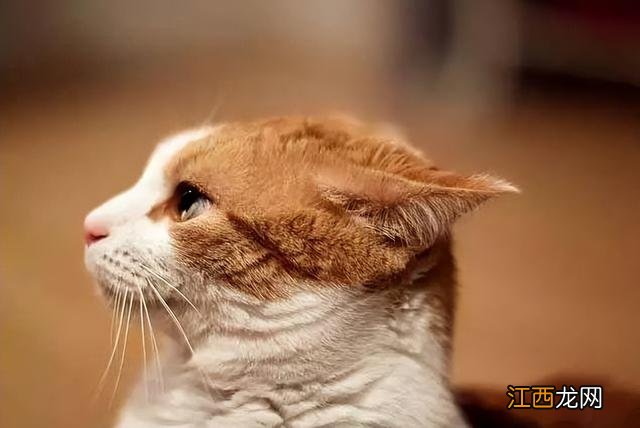 摸猫咪的耳朵是什么意思 猫耳朵是什么意思