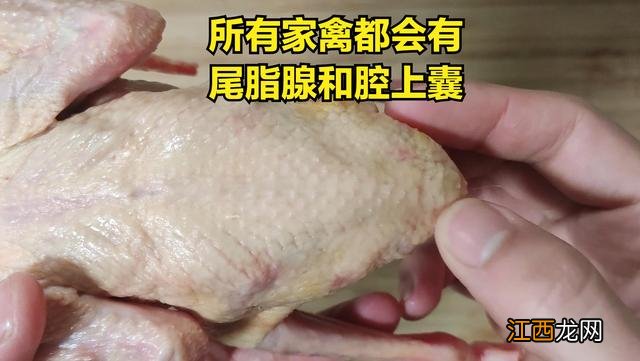 鸽子用什么锅炖比较有营养 熬鸽子汤用什么锅合适