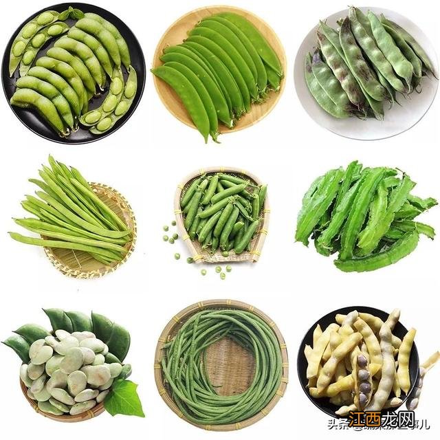 豇豆是啥 豇豆跟什么戏种相似