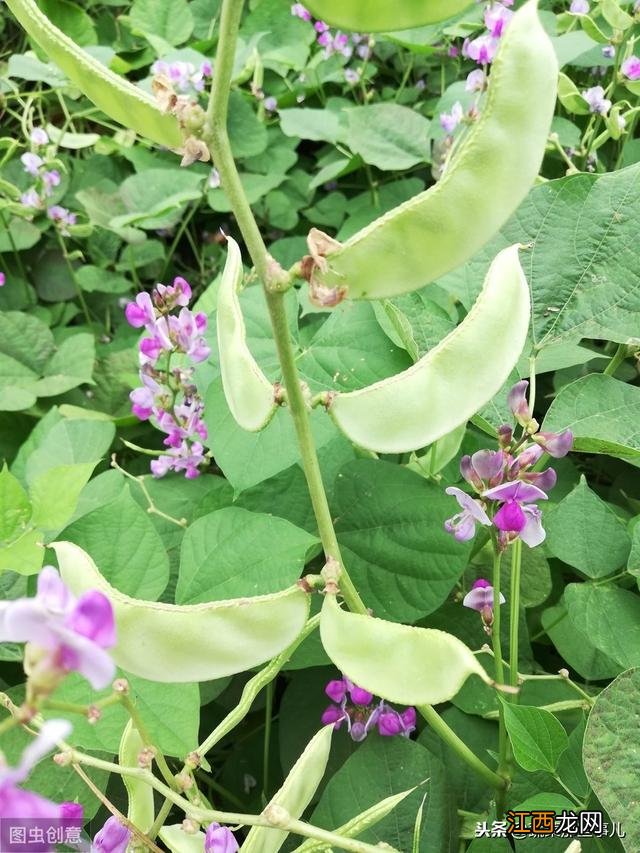 豇豆是啥 豇豆跟什么戏种相似