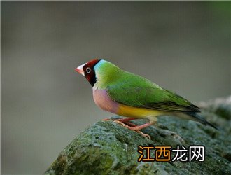 七彩文鸟好养吗?怕不怕冷? 七彩文鸟好养吗