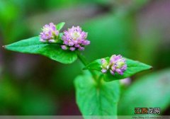 野荞根的功效是什么 野荞麦能治疗什么病呢