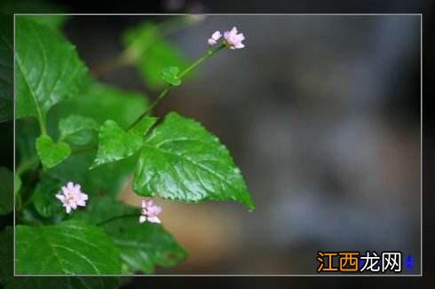 野荞根的功效是什么 野荞麦能治疗什么病呢