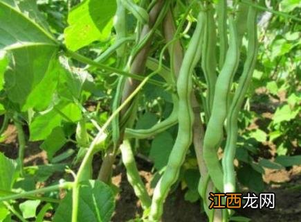 芸豆采收期多少天 芸豆从种到收多少天