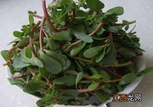 马齿苋图片和功效作用 什么是马齿苋植物