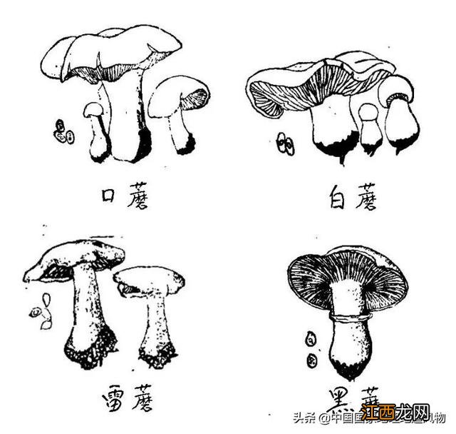 各种菇怎么做好吃 冬天什么菇吃好吃