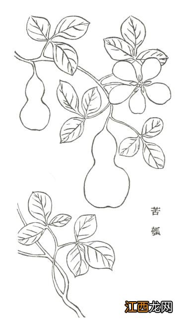 葫芦瓜多久能熟 菜葫芦什么季节熟