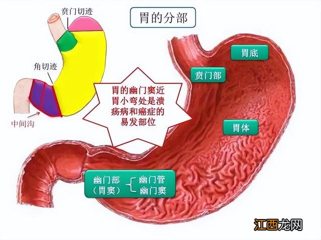 适合胃炎病人吃的食物 胃炎的饮食,食疗,胃炎吃什么好