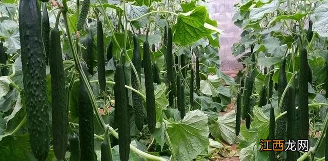 三月是什么菜生长 三月什么菜长得好看