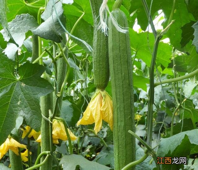 三月是什么菜生长 三月什么菜长得好看