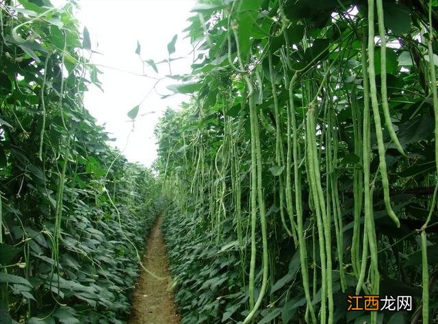 三月是什么菜生长 三月什么菜长得好看