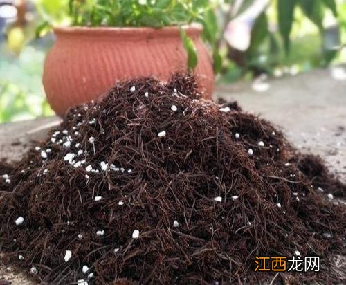 松针所含的成分营养 松针有什么营养成分