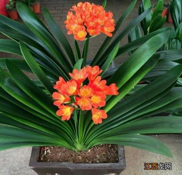 松针所含的成分营养 松针有什么营养成分