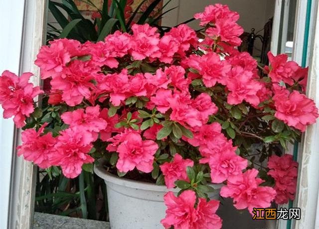 松针所含的成分营养 松针有什么营养成分