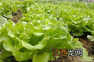 山药植物长什么样子 菜山药长什么样