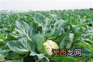 山药植物长什么样子 菜山药长什么样